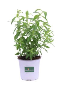 Citronella v14 egarden.store online