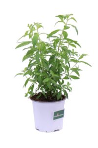Citronella v14 egarden.store online