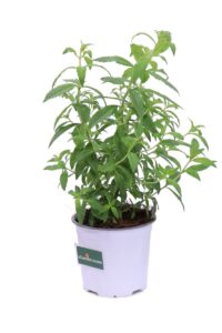 Citronella v14 egarden.store online