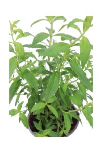 Citronella v14 egarden.store online