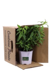 Citronella v14 egarden.store online