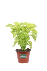 Coleus Blumei - Fairway Yellow