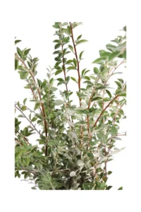 Cotognastro - Cotoneaster Franchetii v24 egarden.store online