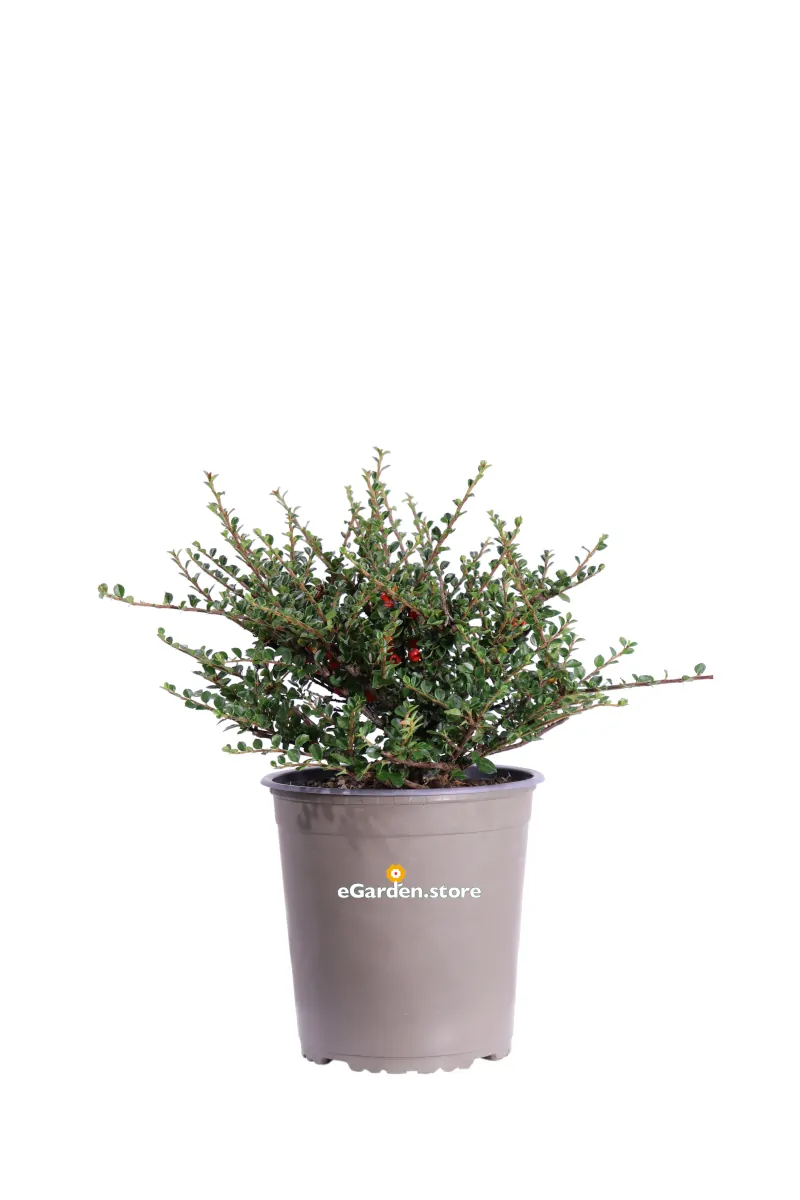 Cotognastro - Cotoneaster Horizontalis v19 egarden.store online