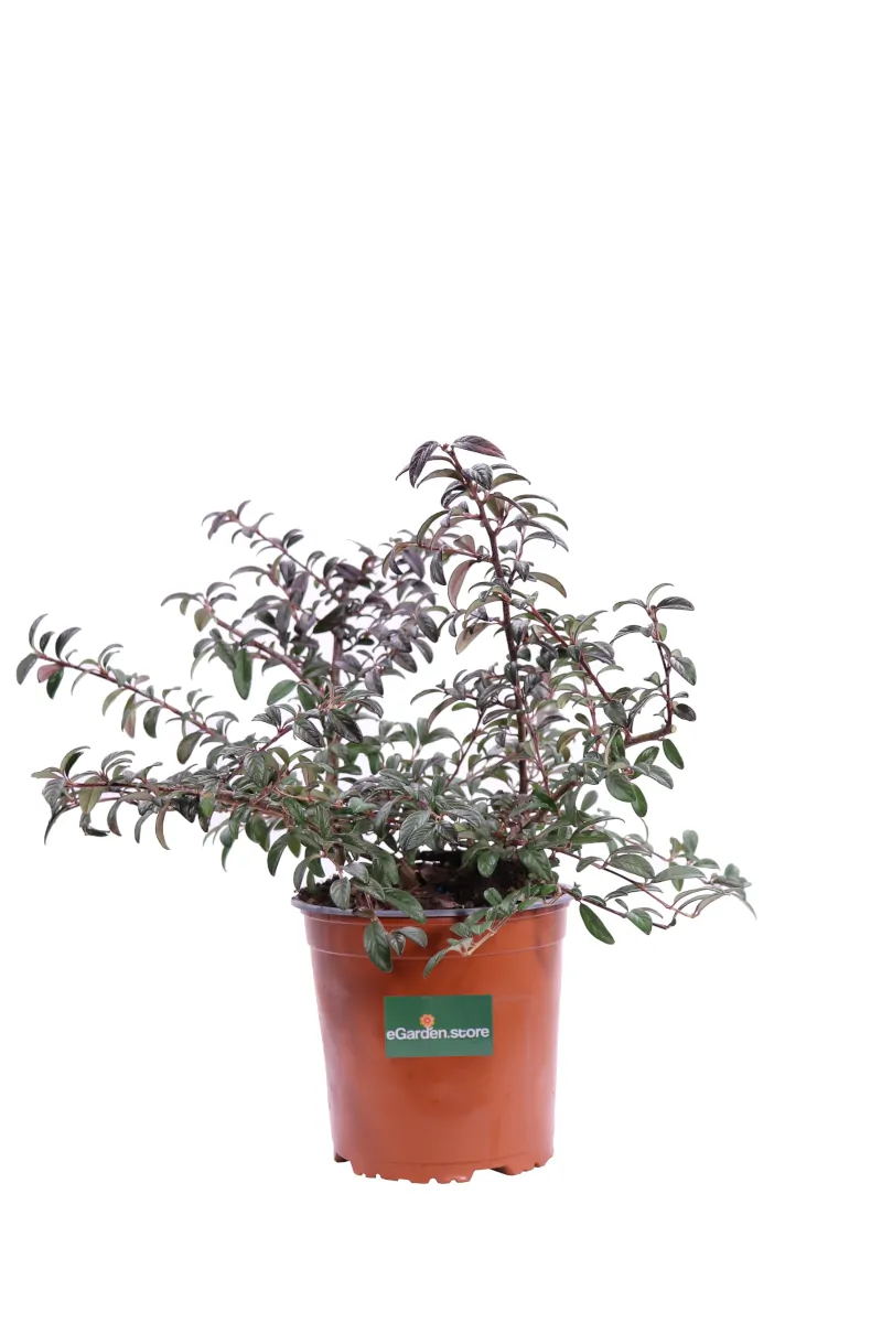 Cotoneaster Salicifolius v16 egarden.store online