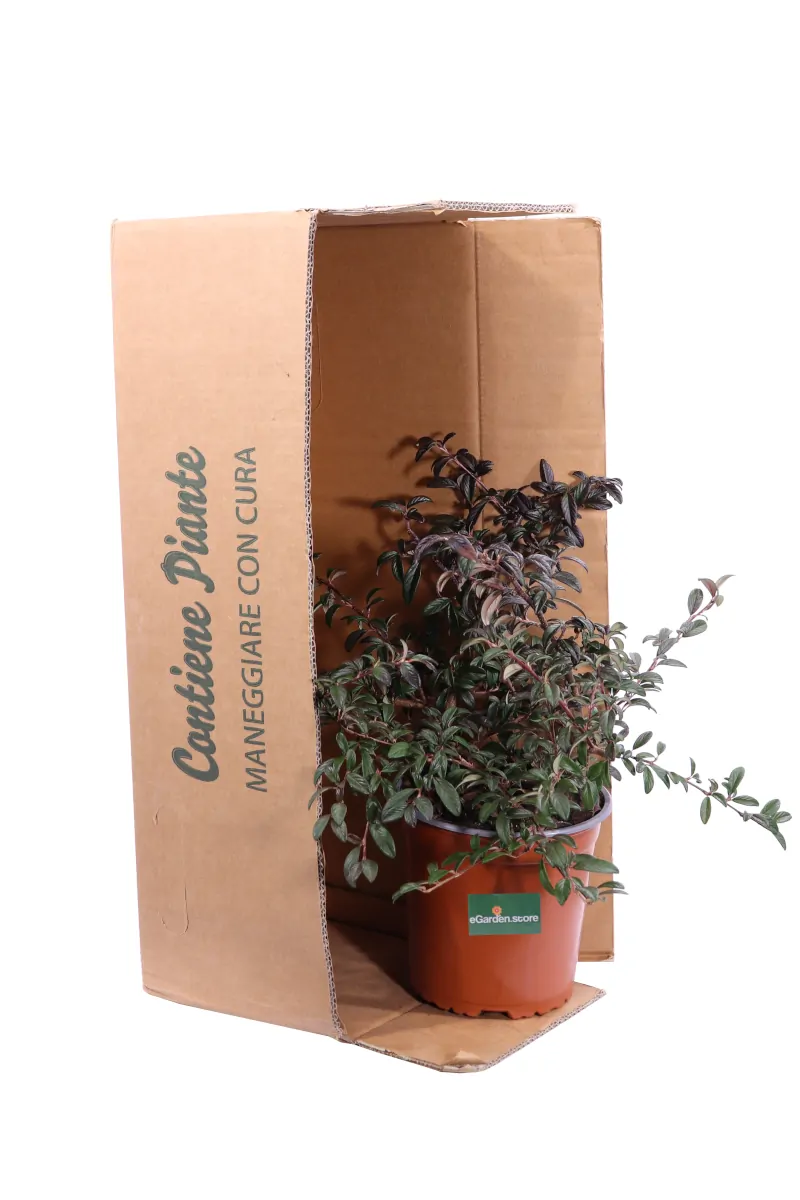 Cotoneaster Salicifolius v16 egarden.store online