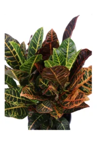 Croton v22 egarden.store online