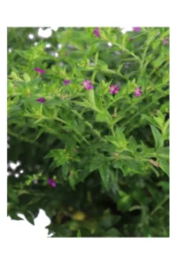 Cuphea Hyssopifolia Rosa v22 egarden.store 2 Cuphea Hyssopifolia Rosa v22 egarden.store online