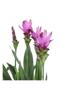 Curcuma Alismatifolia v.19 egarden.store online