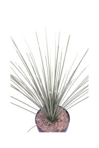 Dasylirion Longissimum v23 egarden.store online