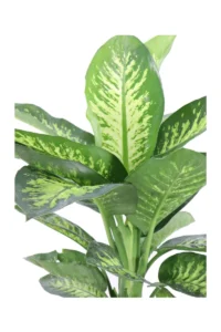 Dieffenbachia Tropic v17 egarden.store online