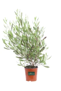 Dodonaea Viscosa Purpurea v16 egarden.store online