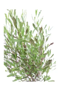 Dodonaea Viscosa Purpurea v16 egarden.store online