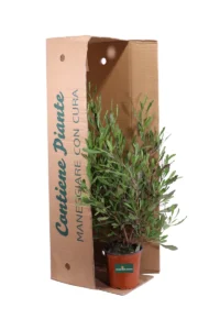 Dodonaea Viscosa Purpurea