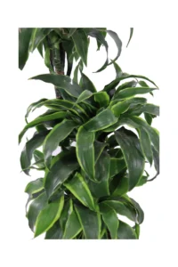 Dracena Dorado v20 egarden.store online