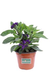 Eliotropio Fior Di Vaniglia v14 egarden.store online