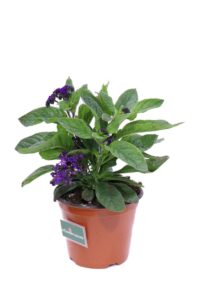 Eliotropio Fior Di Vaniglia v14 egarden.store online