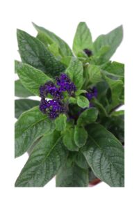 Eliotropio Fior Di Vaniglia v14 egarden.store online