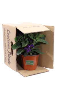 Eliotropio Fior Di Vaniglia v14 egarden.store online