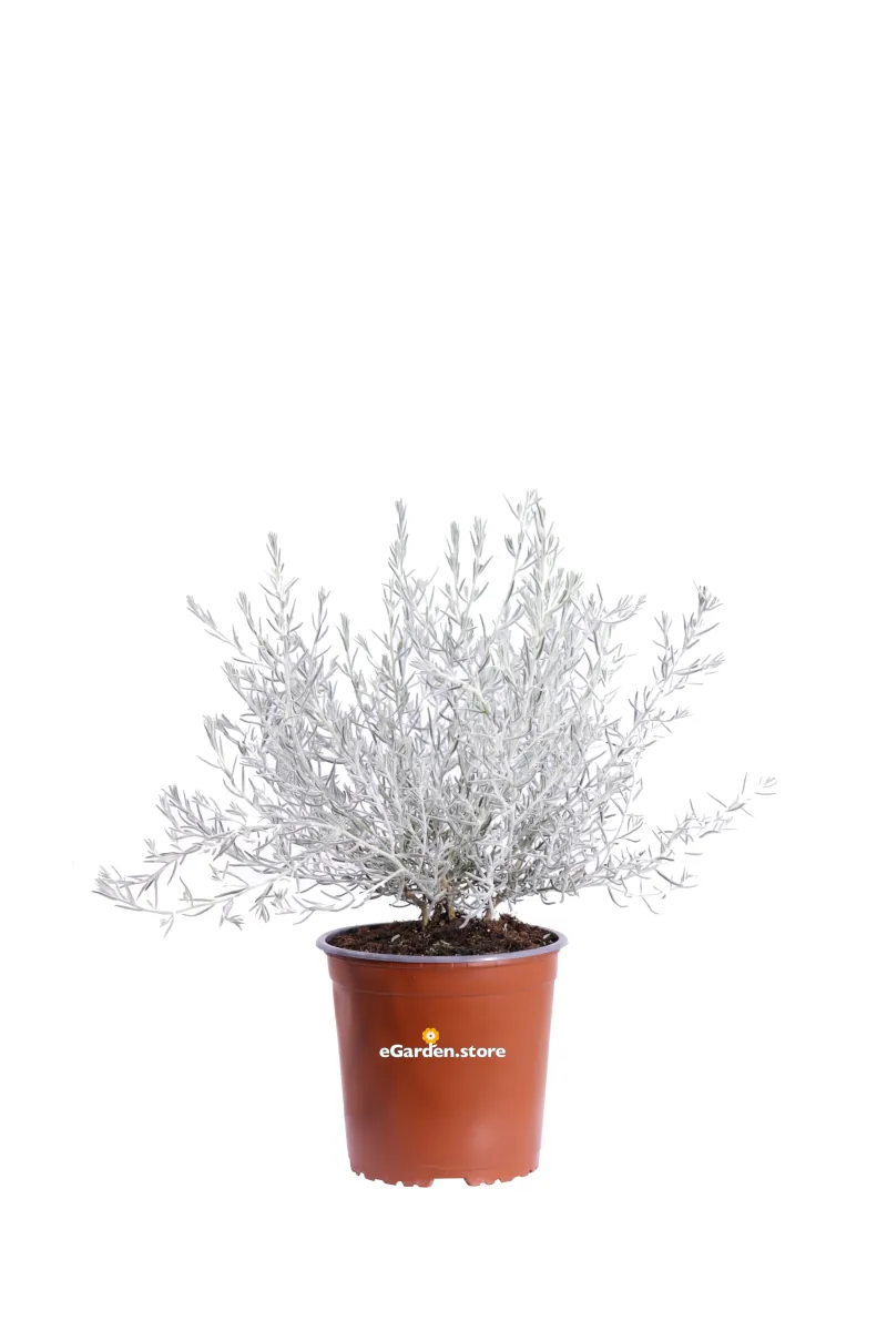 Eremophila Nivea v17 egarden.store online