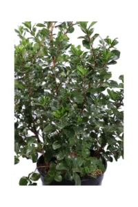 Escallonia X Hybrida Iveyi v24 egarden.store online