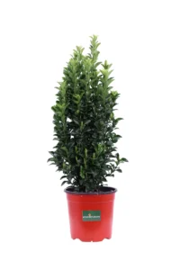 Euonymus Japonicus Benkomasaki v17 egarden.store online