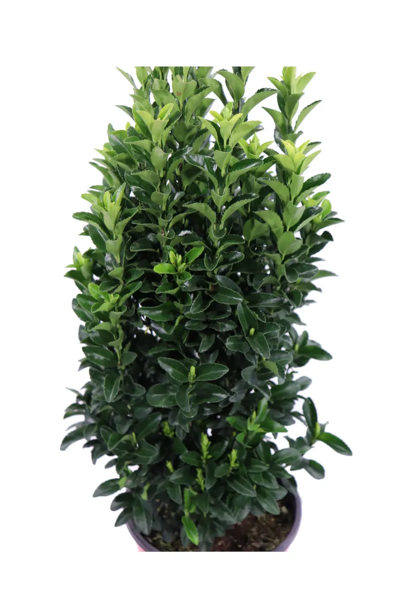 Euonymus Japonicus Benkomasaki v17 egarden.store 2 Euonymus Japonicus Benkomasaki v17 egarden.store online