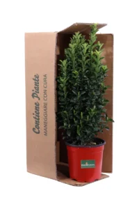 Euonymus Japonicus Benkomasaki v17 egarden.store 3 Euonymus Japonicus Benkomasaki v17 egarden.store online