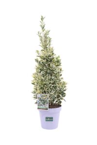 Euonymus Japonicus Bravo v23 egarden.store 1 Euonymus Japonicus Bravo v23 egarden.store online