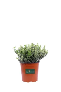 Euonymus Pulchellus Argentea v16 egarden.store 1 Euonymus Pulchellus Argentea v16 egarden.store online