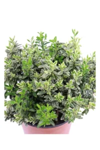 Euonymus Pulchellus Argentea v16 egarden.store 2 Euonymus Pulchellus Argentea v16 egarden.store online
