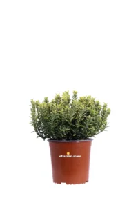 Euonymus Pulchellus Aurea v17 egarden.store 1 Euonymus Pulchellus Aurea v17 egarden.store online