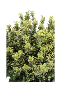 Euonymus Pulchellus Aurea v17 egarden.store 2 Euonymus Pulchellus Aurea v17 egarden.store online