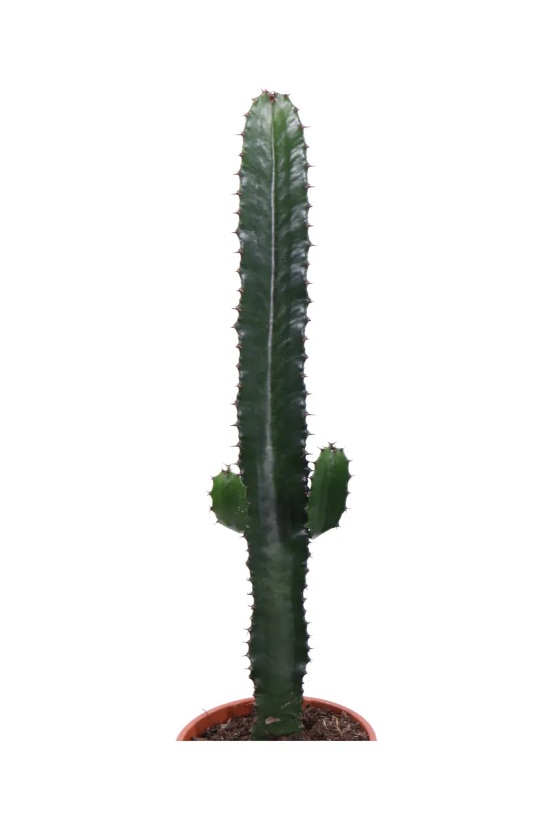 Euphorbia Eritrea v17 egarden.store online