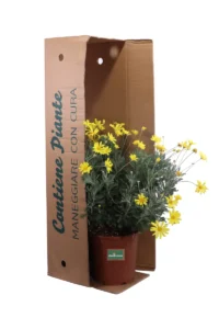Euryops Pectinatus v24 egarden.store online