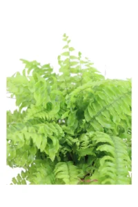Felce di Boston - Nephrolepis v12 egarden.store online
