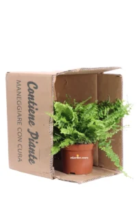 Felce di Boston - Nephrolepis v12 egarden.store online