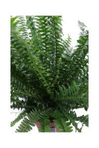 Felce di Boston v17 egarden.store online