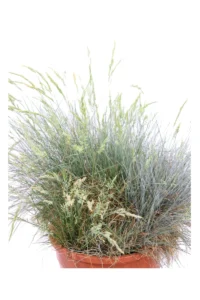 Festuca Glauca v24 egarden.store online