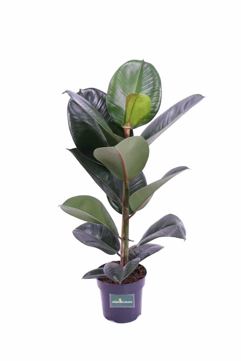 Ficus Elastica Robusta v17 egarden.store online