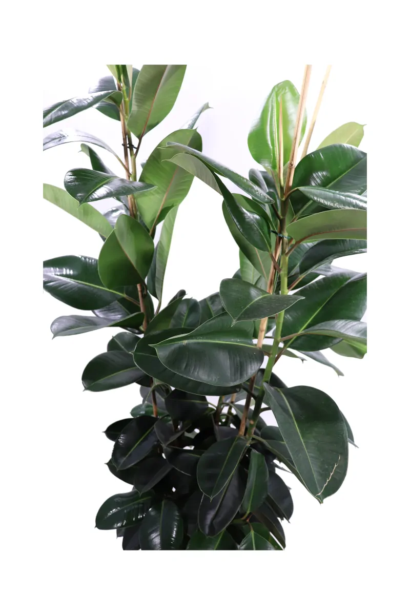 Ficus Elastica Robusta v35 egarden.store online