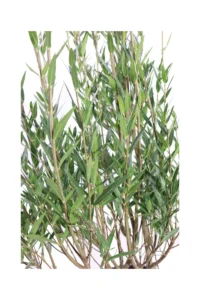 Fillirea - Phillyrea Angustifolia v24 egarden.store online