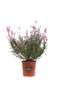 Fior di Orchidea - Gaura Lindheimeri Rossa v16 egarden.store 1 Fior di Orchidea - Gaura Lindheimeri Rossa v16 egarden.store online