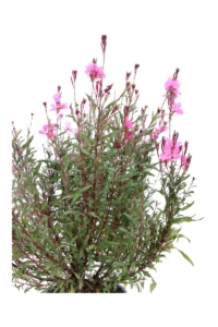 Fior di Orchidea - Gaura Lindheimeri Rossa v16 egarden.store 2 Fior di Orchidea - Gaura Lindheimeri Rossa v16 egarden.store online
