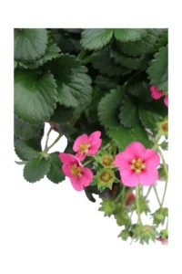 Fragola - Fragaria v24 egarden.store online