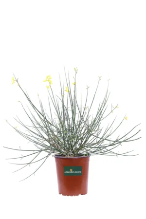 Ginestra - Spartium Junceum v19 egarden.store online