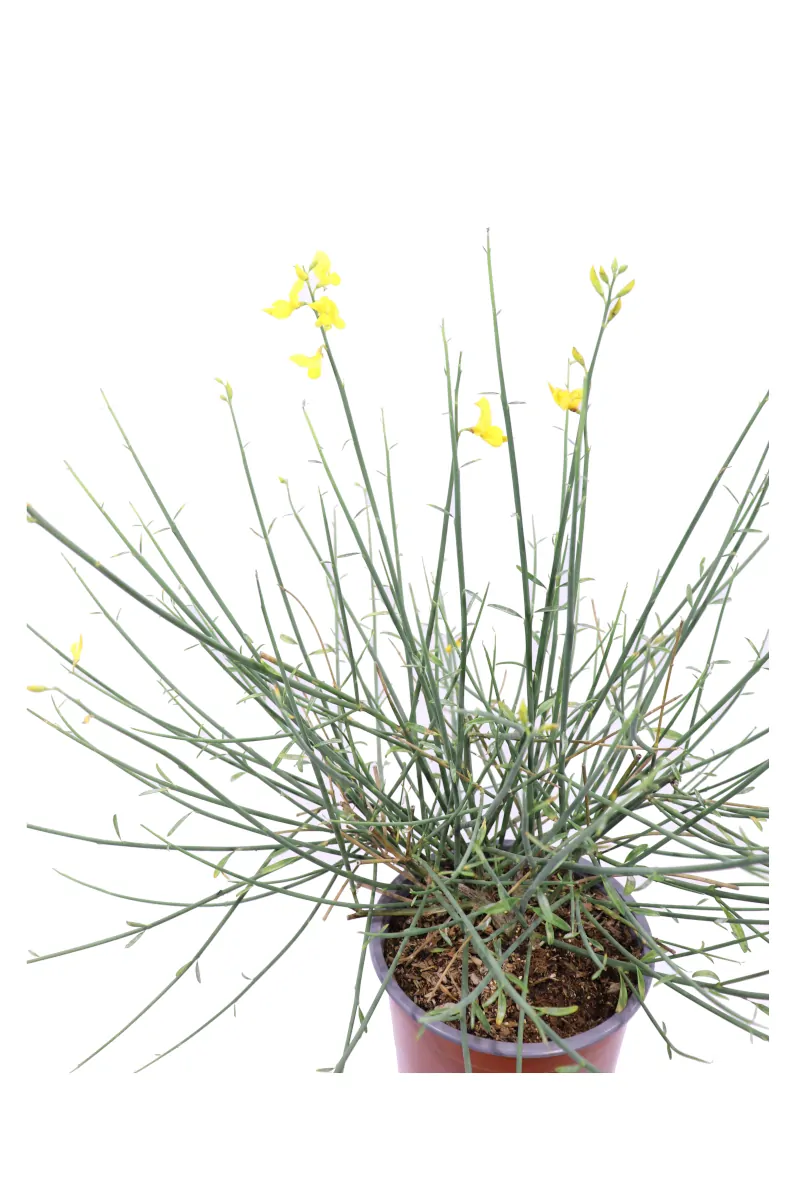 Ginestra - Spartium Junceum v19 egarden.store online