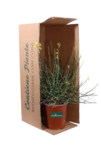 Ginestra - Spartium Junceum