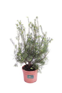 Grevillea Gracilis Alba v18 egarden.store online
