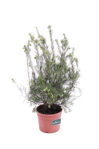 Grevillea Gracilis Alba v18 egarden.store online